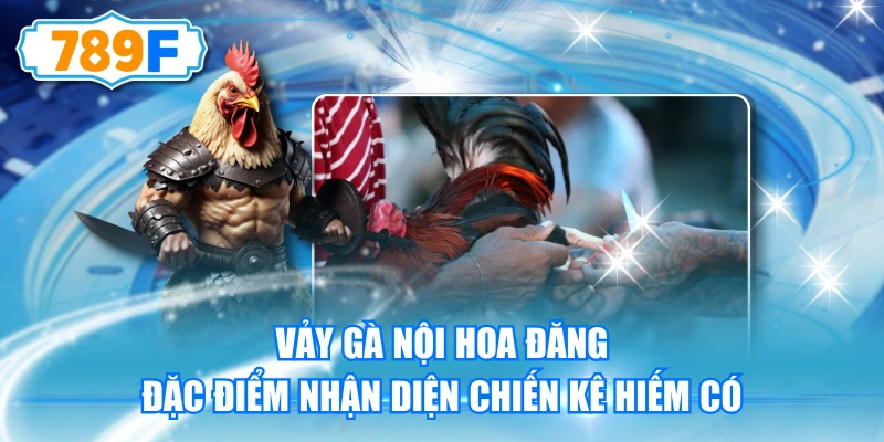 Vảy Gà Nội Hoa Đăng - Đặc Điểm Nhận Diện Chiến Kê Hiếm Có